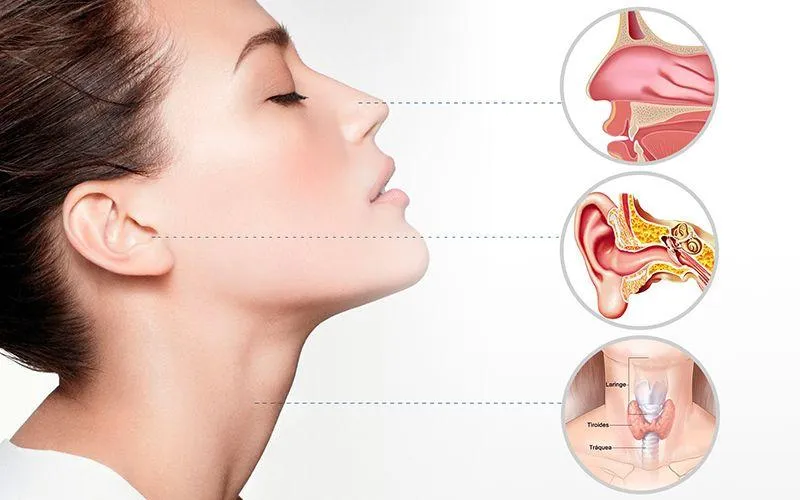 Anatomía del oído, nariz y garganta - Otorrinolaringología